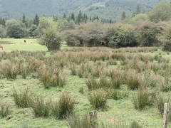 Juncus acutus