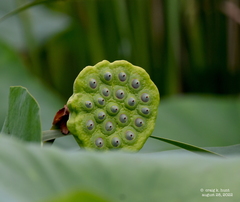 Nelumbo lutea