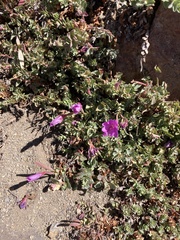Epilobium obcordatum
