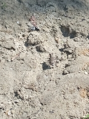 Cicindela repanda