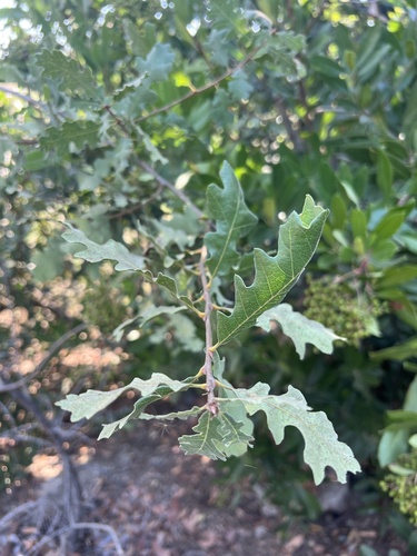iNaturalist observation photo of oaks
