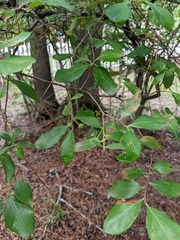 Forestiera ligustrina