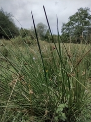 Juncus acutus