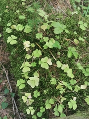 Oxalis acetosella