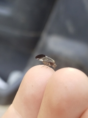 Cerastipsocus venosus