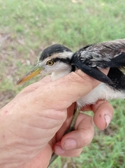 Jacana jacana