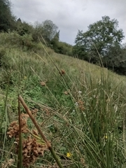 Juncus acutus