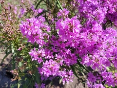 Lythrum virgatum