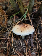 Leucoagaricus rubrotinctus