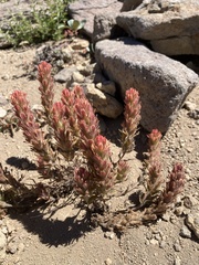 Castilleja arachnoidea