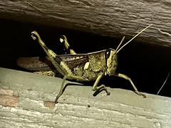 Schistocerca obscura