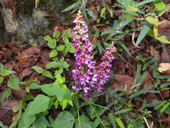 Oxyrhynchus populneus