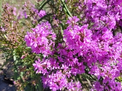 Lythrum virgatum