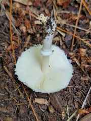 Leucoagaricus rubrotinctus