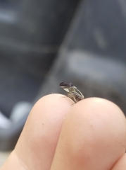 Cerastipsocus venosus