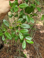Ilex vomitoria