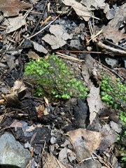 Fissidens