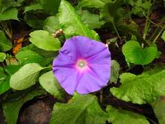 Ipomoea orizabensis collina