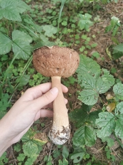Boletus edulis