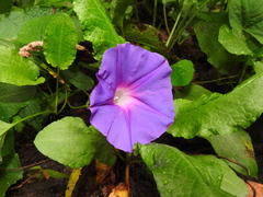Ipomoea orizabensis collina