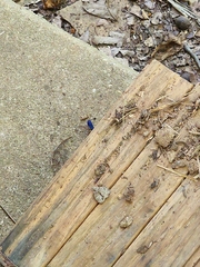 Tachypompilus ferrugineus