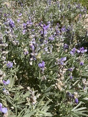 Lupinus