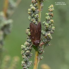 Hypena scabra