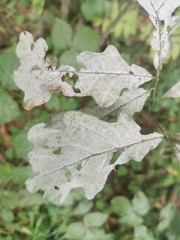 Erysiphe alphitoides