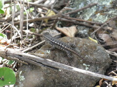 Sceloporus