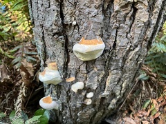 Fomitopsis pinicola