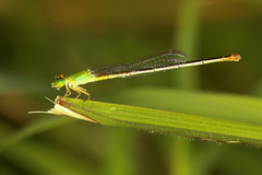 Ceriagrion cerinorubellum