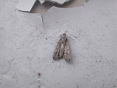 Loxostege sticticalis