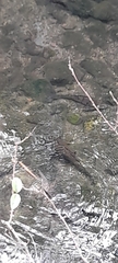 Siluriformes