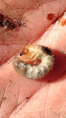 Scarabaeidae