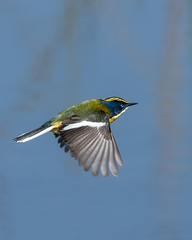 Tachuris rubrigastra