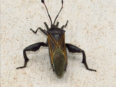 Pachylis neocalifornicus