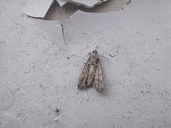 Loxostege sticticalis