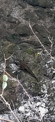 Siluriformes