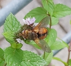 Tachina