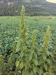 Amaranthus