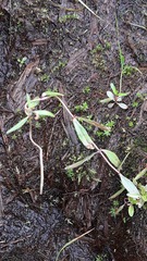 Epilobium palustre