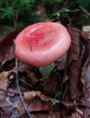 Russula sanguinea