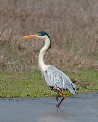 Ardea cocoi