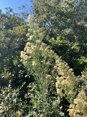 Erigeron sumatrensis