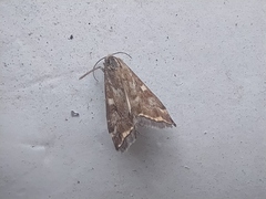 Loxostege sticticalis