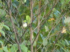 Setophaga caerulescens