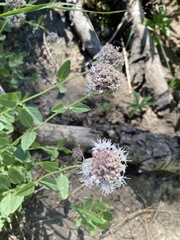 Monardella odoratissima