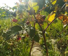 Rubus sachalinensis