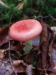Russula sanguinea