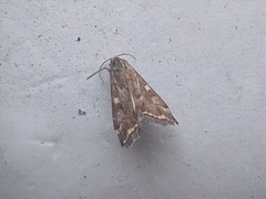 Loxostege sticticalis